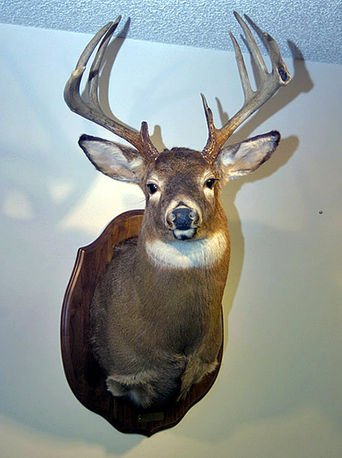 mounted deer head